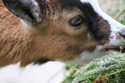 Close-up of fawn feeding leaves