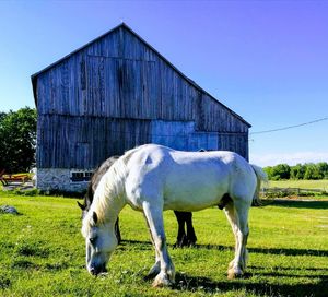 Horse grazing on field