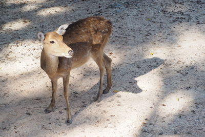 High angle view of deer on field