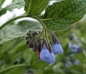 Close-up of purple flowering plant