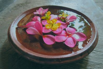 Close-up of pink flowers