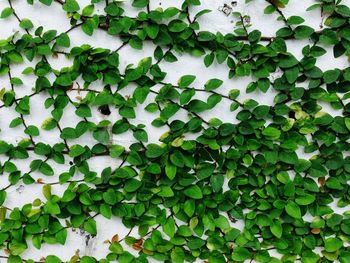 Full frame shot of ivy growing on wall