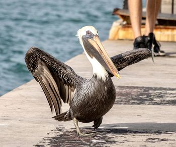 pelican
