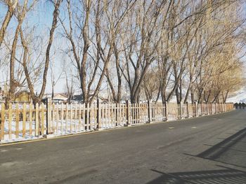 Bare trees by road in city during winter