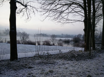 Bare trees on snow covered field during winter