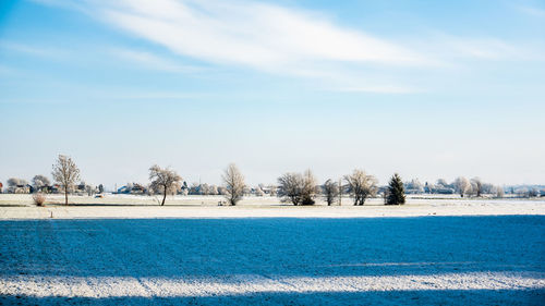 Trees on field against sky during winter