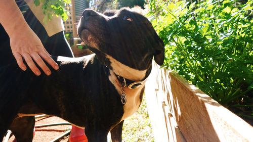 Close-up of pit bull terrier standing at yard on sunny day