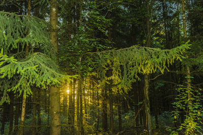 Scenic view of forest