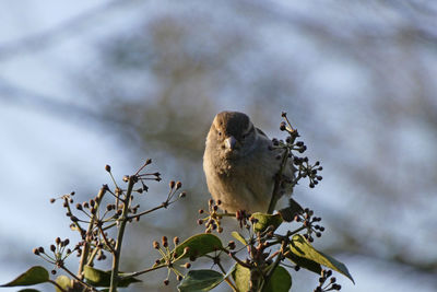 House sparrow in ivy bush