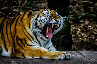 Close-up of tiger