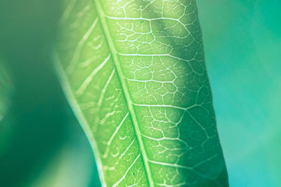 Macro shot of green leaf