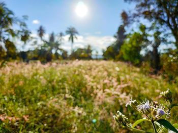 Scenic view of flowering plants on field against sky