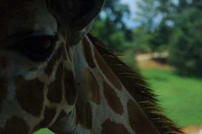 Close-up of giraffe