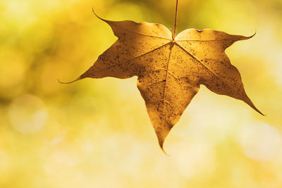 Close-up of maple leaf on plant