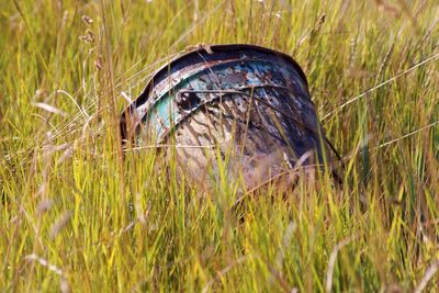 Close-up of abandoned metallic bucket in grass