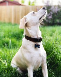 Close-up of a dog in grassy field