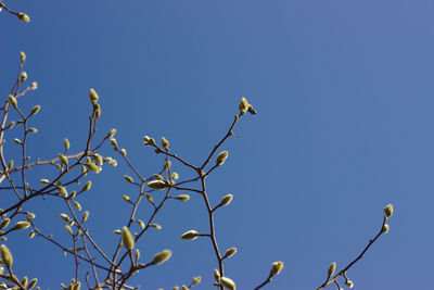 Low angle view of bird perching on branch against blue sky