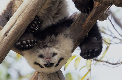 Low angle view of a cat on branch