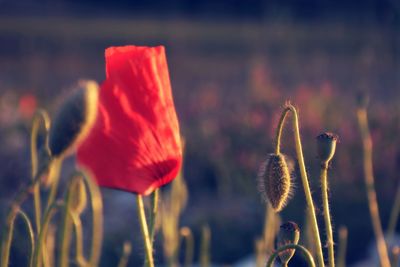 Close-up of red poppy flower