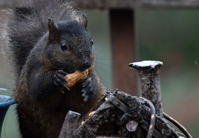 Close-up of squirrel