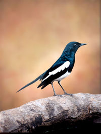 Close-up of bird perching on rock