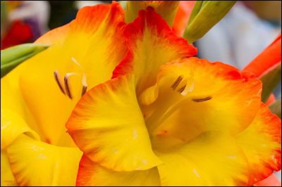 Close-up of yellow flower blooming outdoors