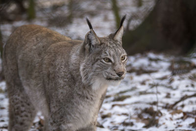 Lynx in a deer park in the forest, wintertime