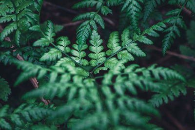 Close-up of fern leaves