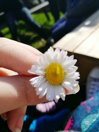 Close-up of hand holding flower