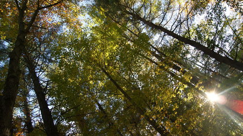 Low angle view of trees against sky