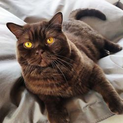 Close-up portrait of a cat