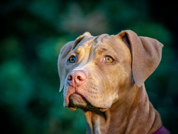 Close-up portrait of a dog looking away