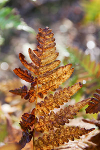 Close-up of fresh plant