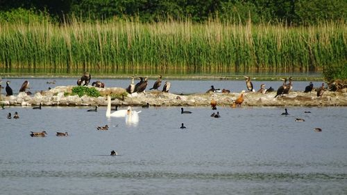 View of birds in water