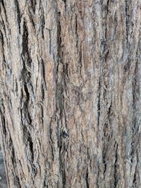 Full frame shot of tree trunk