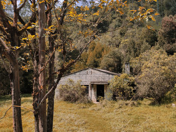 Trees and plants on field in forest