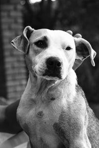 Close-up of dog