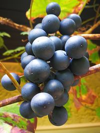 Close-up of grapes