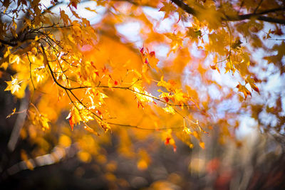 Low angle view of autumnal tree