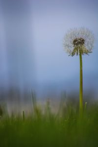 Close-up of dandelion on field