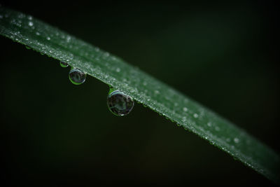 Close-up of water drops on leaf