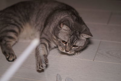 Close-up portrait of british shorthair cat 