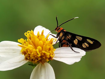 Close-up of butterfly pollinating on flower