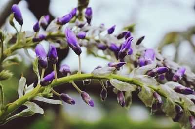 Close-up of purple flowers growing outdoors