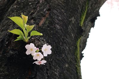 Close-up of pink flowers