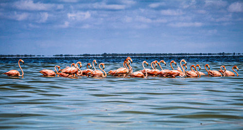 View of birds in sea against sky