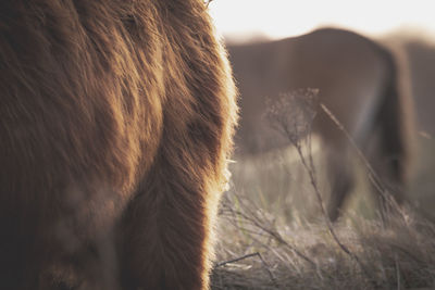 Close-up of a horse