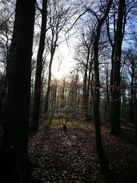 Close-up of trees against sky at sunset