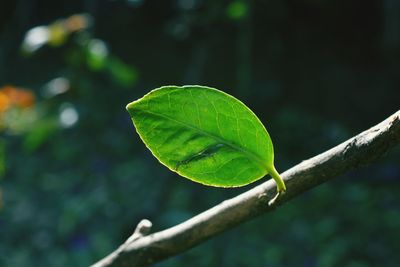 Close-up of green leaf