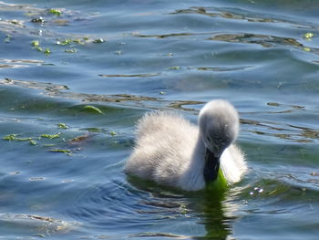 Swan swimming in lake
